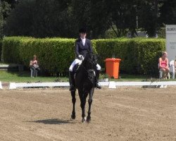 dressage horse Francesco 77 (Oldenburg, 2008, from Florencio I)