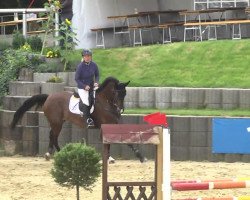 dressage horse Gräfensteiner (Zweibrücken, 2007, from Grafenstolz)