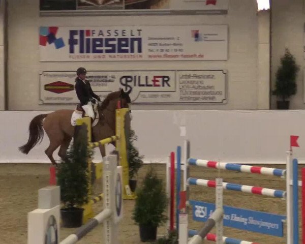 jumper Can Win (Oldenburg show jumper, 2009, from Canstakko)