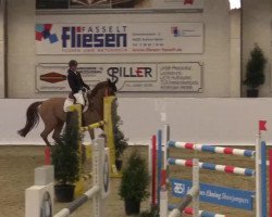 jumper Can Win (Oldenburg show jumper, 2009, from Canstakko)