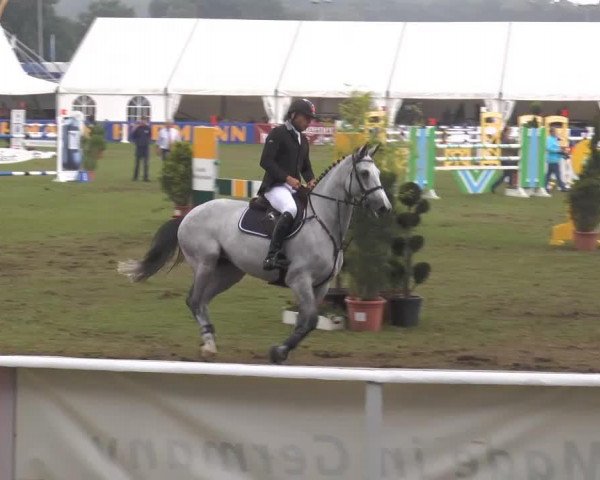 Springpferd Ciola 2 (KWPN (Niederländisches Warmblut), 2007, von Crusador Tn)