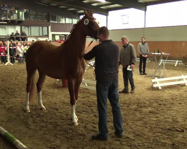 dressage horse Red-Angel (Westphalian, 2011, from Royal Classic I)