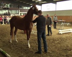 dressage horse Red-Angel (Westphalian, 2011, from Royal Classic I)