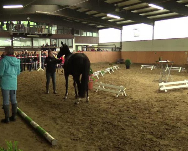 dressage horse Stute von Fiorano (Westphalian, 2011, from Fiorano)