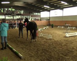 dressage horse Stute von Fiorano (Westphalian, 2011, from Fiorano)