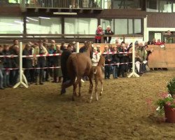 dressage horse Stute von Sir Heinrich (Westphalian, 2014, from Sir Heinrich OLD)