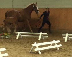 dressage horse Abidjana (Westphalian, 2014, from All At Once)