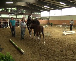 dressage horse Hengst von Sir Heinrich (Westphalian, 2014, from Sir Heinrich OLD)