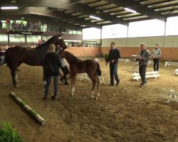 dressage horse Hengst von Sir Heinrich (Westphalian, 2014, from Sir Heinrich OLD)