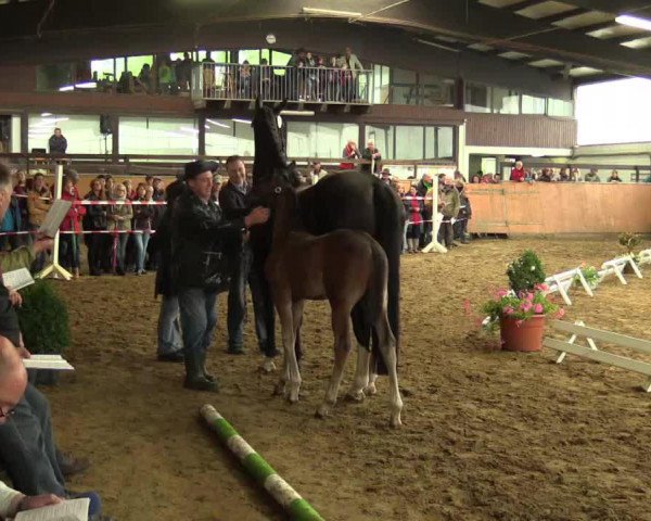 dressage horse Hengst von Ehrenpreis (Westphalian, 2014, from Ehrenpreis)