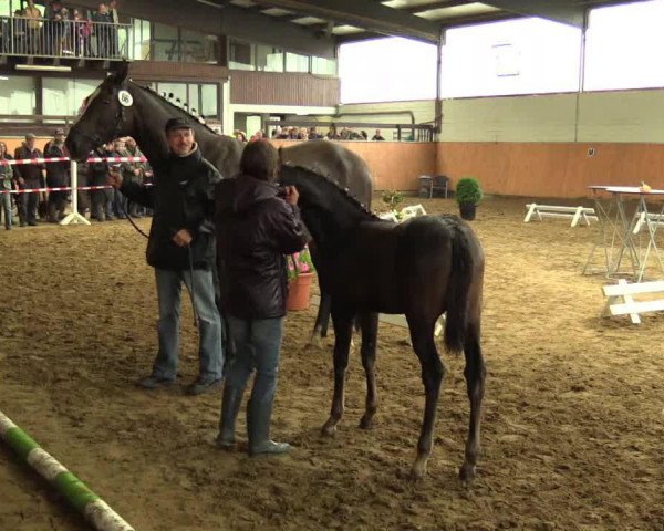 dressage horse Stute von Ehrenpreis (Westphalian, 2014, from Ehrenpreis)