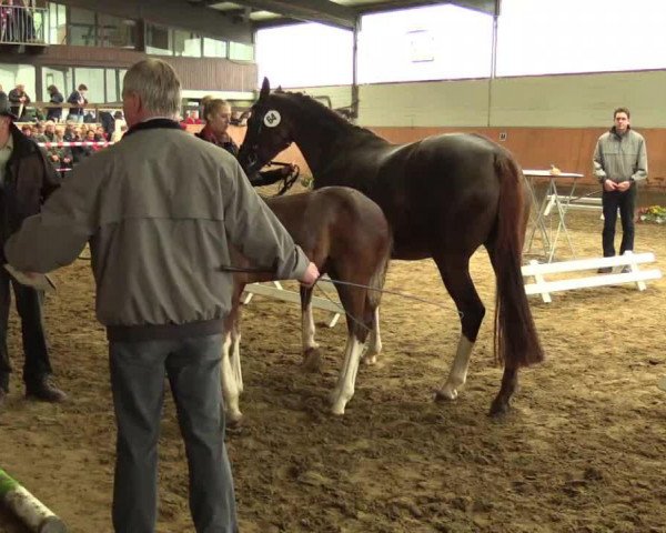 dressage horse Stute von Peking (Westphalian, 2014, from Peking)