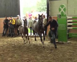 dressage horse Hengst von Sir Heinrich (Westphalian, 2014, from Sir Heinrich OLD)