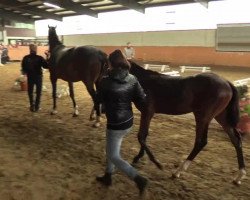 dressage horse Stute von Sir Heinrich (Westphalian, 2014, from Sir Heinrich OLD)