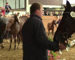 dressage horse Sir Silent (Westphalian, 2014, from Sir Heinrich OLD)