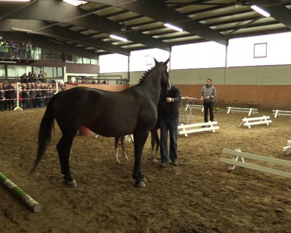 jumper Hengst von Pilothago (Westphalian, 2014, from Pilothago)