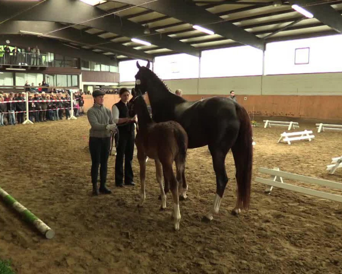 jumper Stute von Pilothago (Westphalian, 2014, from Pilothago Dxb)