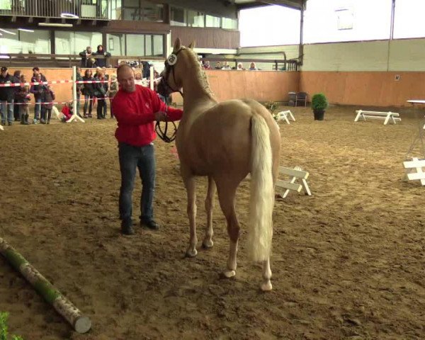 Dressurpferd Cleopatra (Deutsches Reitpony, 2010, von Cassini)