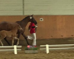 dressage horse Hengst von Cosmopolitan (German Riding Pony, 2014, from Cosmopolitan NRW)