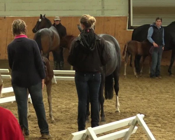 Dressurpferd Hengst von Dance Star AT (Deutsches Reitpony, 2014, von Dance Star AT)