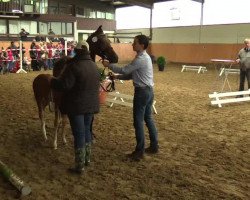 dressage horse Dragon of Davenport (German Riding Pony, 2014, from Dancing Star)