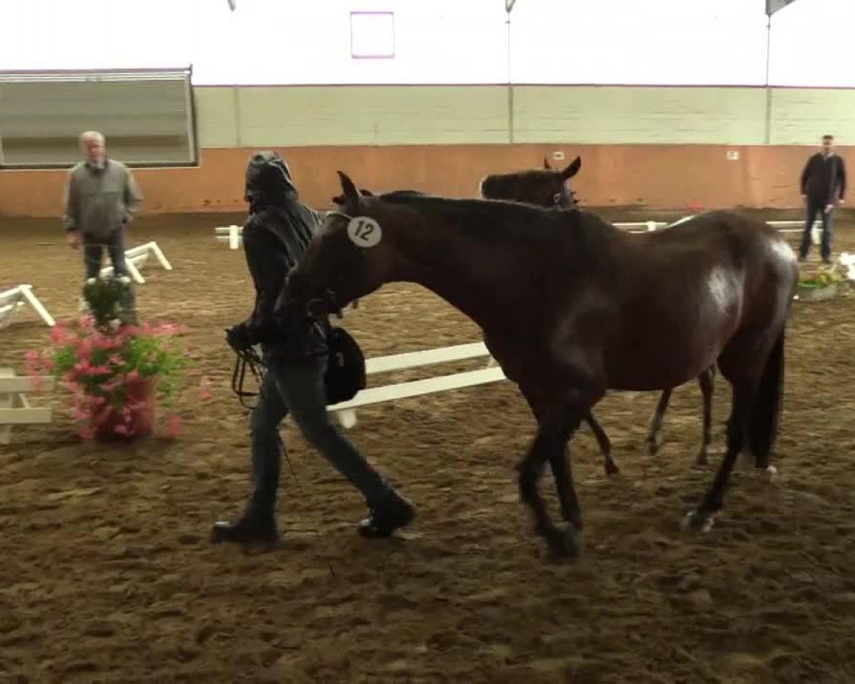 dressage horse Hengst von FS Don't Worry (German Riding Pony, 2014, from FS Don't Worry)