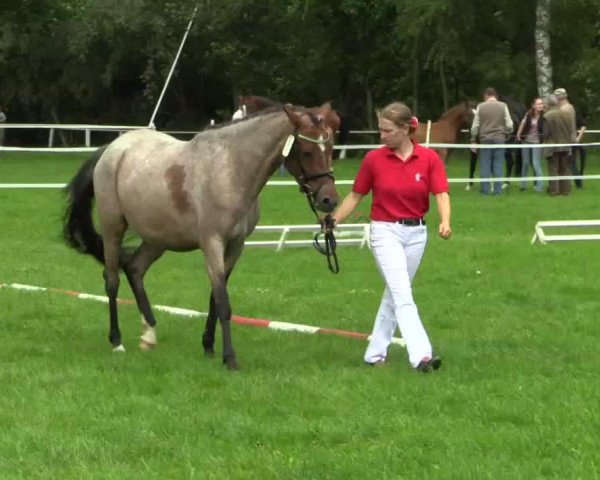 dressage horse Nichts ist unmöglich (German Riding Pony, 2014, from Nagano)