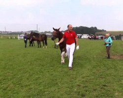 dressage horse Fairytale 107 (Pony without race description, 2014, from Fürst Piccolo)