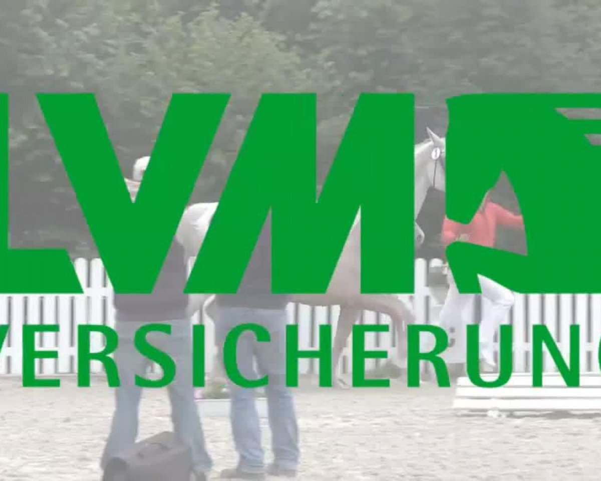 horse Stute von Helmut (Rhenish-German Cold-Blood, 2011, from Helmut)