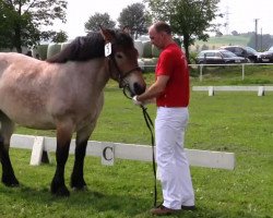 Dressurpferd Viktoria (Rheinisch-Deutsches Kaltblut, 2011, von Erkan)