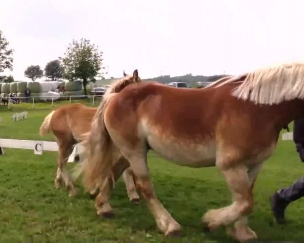 Pferd Hengst von Harald (Rheinisch-Deutsches Kaltblut, 2014, von Harald)