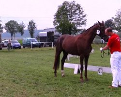 dressage horse Stute von Diatano (Westphalian, 2011, from Diatano)