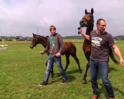 dressage horse Stute von Jack Sparrow (Westphalian, 2014, from Jack Sparrow S)