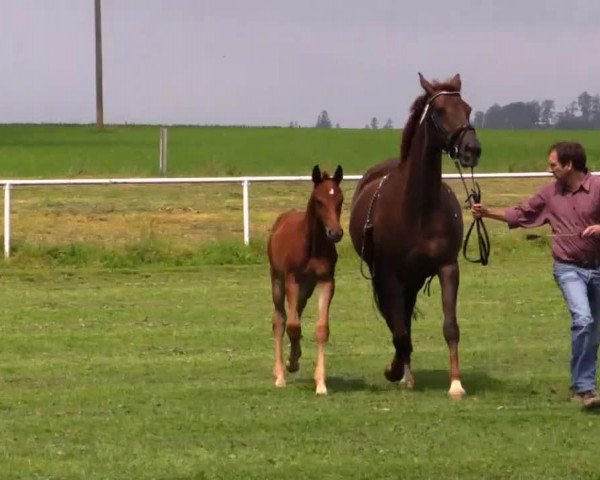 dressage horse Sergio B (Westphalian, 2014, from Sunday)