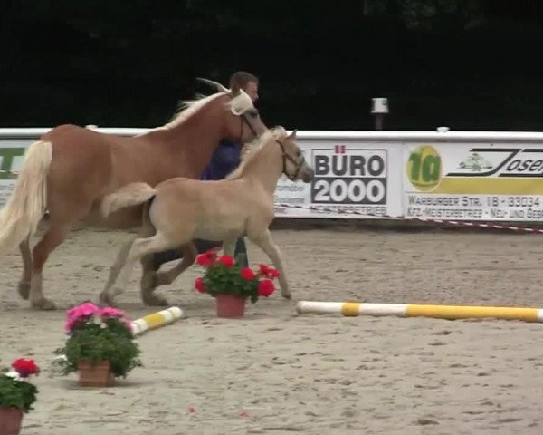 dressage horse Hengst von Sternstunde (Westphalian, 2014, from Sternstunde)