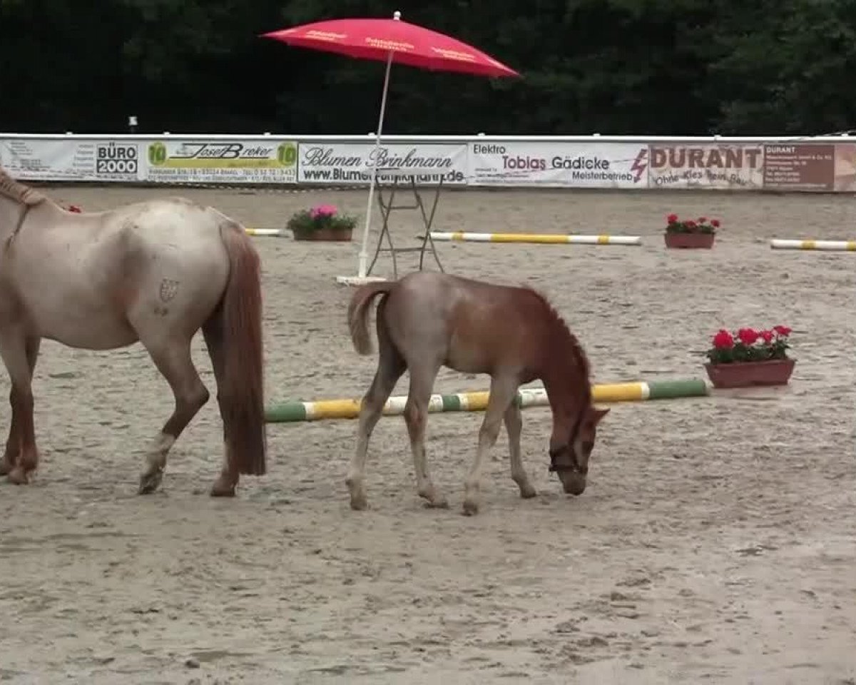 Dressurpferd Bob Marley (Westfale, 2014, von Bob Sinclair R)
