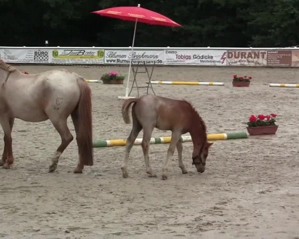 dressage horse Bob Marley (Westphalian, 2014, from Bob Sinclair R)