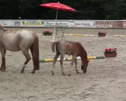 dressage horse Bob Marley (Westphalian, 2014, from Bob Sinclair R)