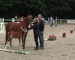 Springpferd Stute von Drogba (Westfale, 2014, von Dabuten van Overis Z)