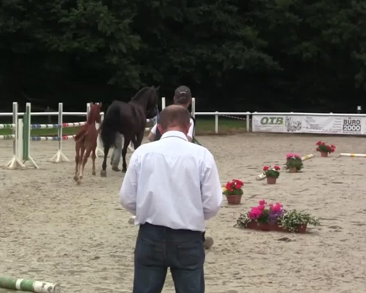 Springpferd Camira B (Westfale, 2014, von Captain Jack 44)