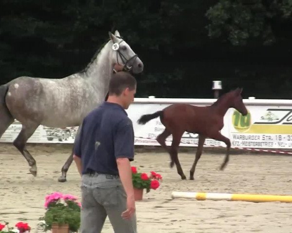 Springpferd Hengst von Los Angeles (Westfale, 2014, von Los Angeles)