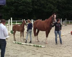 horse Phoebe de Nero (Westfale, 2014, from Rio de Nero)