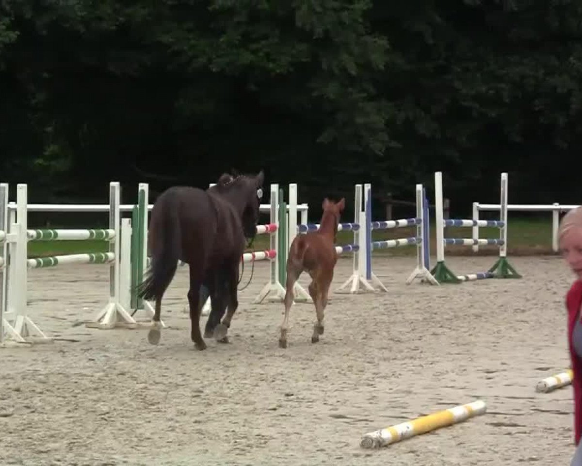 horse Fitus N (Westphalian, 2014, from Franziskus FRH)
