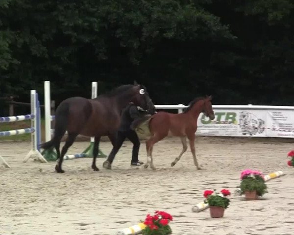 Pferd Hengst von Co-Pilot (Westfale, 2014, von Co-Pilot)