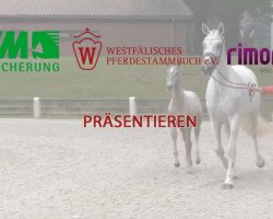 dressage horse Hengst von Sunday (Westphalian, 2014, from Sunday)