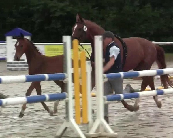 dressage horse Simeon 8 (Westphalian, 2014, from Sunday)