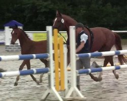 dressage horse Simeon 8 (Westphalian, 2014, from Sunday)