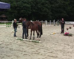 Springpferd Lotte von Peckelsheim (Westfale, 2014, von Lyjanero)