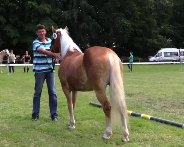 broodmare Naszu (Haflinger, 2011, from Napoleon (1,57% ox))