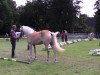 Pferd Alisha (Haflinger, 2011, von Abel)